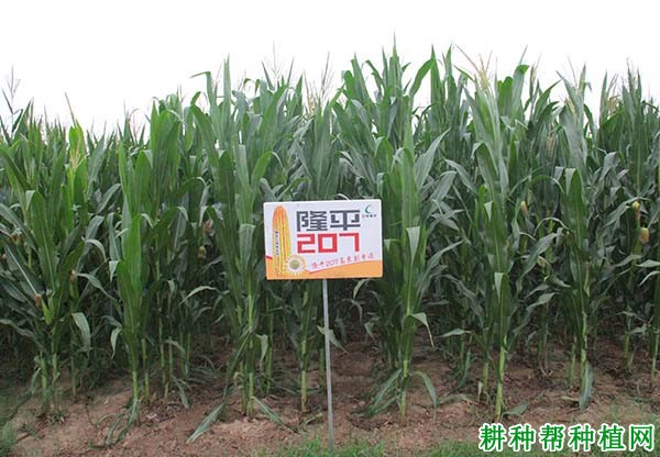 隆平207玉米品种好不好? 隆平207玉米品种好不好?