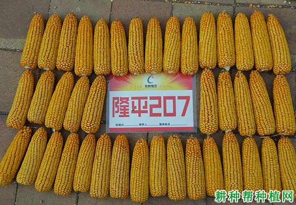 隆平207玉米品种好不好? 隆平207玉米品种好不好?
