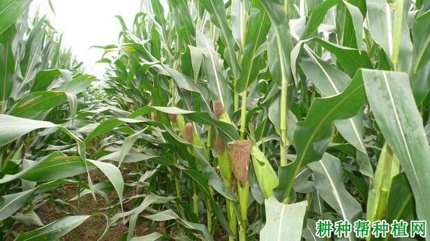 陕科6号玉米品种好不好? 陕科6号玉米品种好不好?