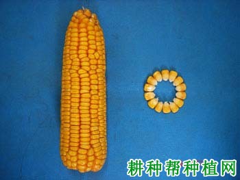 京单38玉米品种好不好? 京单38玉米品种好不好?