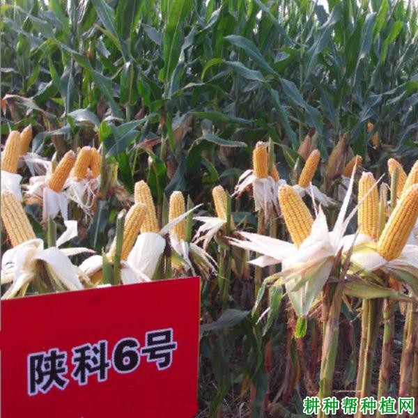 陕科6号玉米品种好不好? 陕科6号玉米品种好不好?
