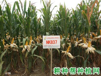 京单38玉米品种好不好? 京单38玉米品种好不好?