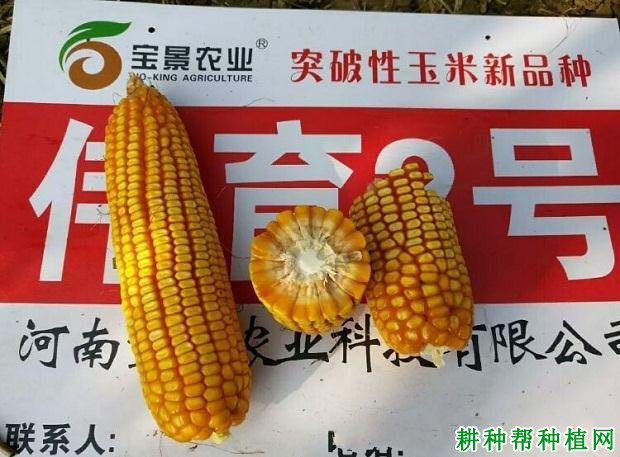 伟育2号玉米品种好不好? 伟育2号玉米品种好不好?