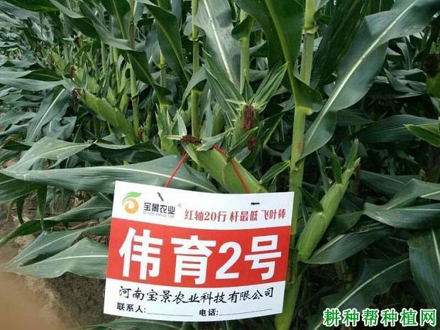 伟育2号玉米品种好不好? 伟育2号玉米品种好不好?