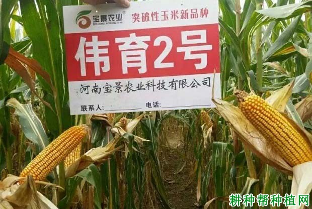 伟育2号玉米品种好不好? 伟育2号玉米品种好不好?