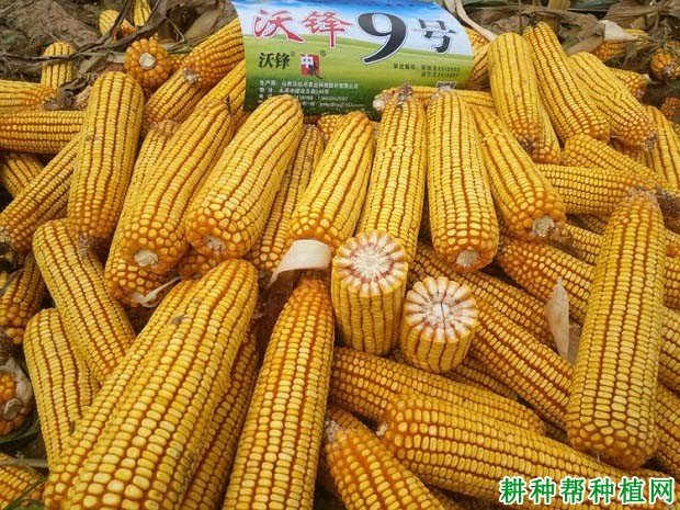 沃锋9号玉米品种好不好? 沃锋9号玉米品种好不好?