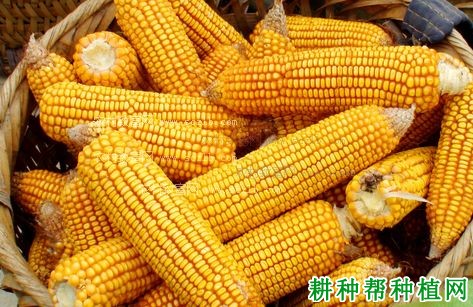 辽作1号玉米品种好不好? 辽作1号玉米品种好不好?