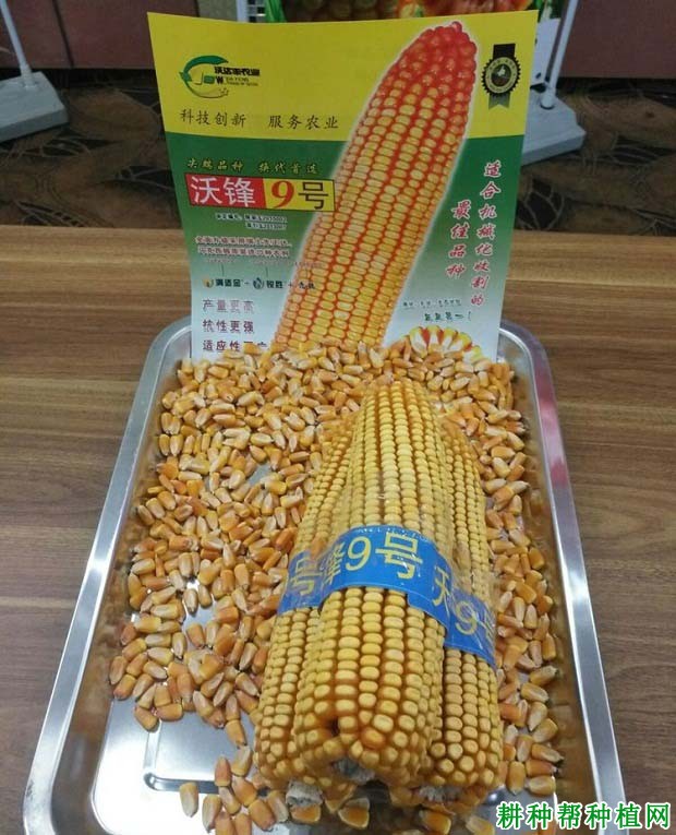 沃锋9号玉米品种好不好? 沃锋9号玉米品种好不好?