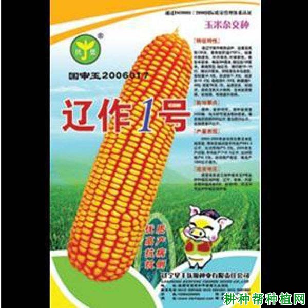 辽作1号玉米品种好不好? 辽作1号玉米品种好不好?