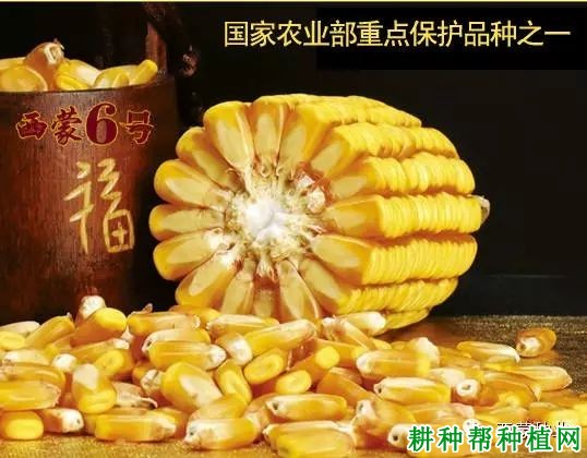 西蒙6号玉米品种好不好? 西蒙6号玉米品种好不好?