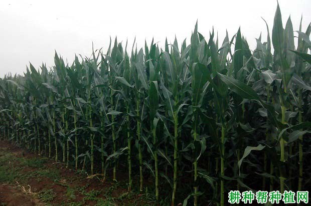 安玉13玉米品种好不好? 安玉13玉米品种好不好?