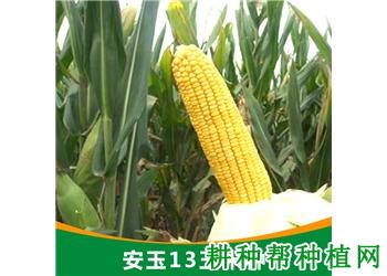安玉13玉米品种好不好? 安玉13玉米品种好不好?