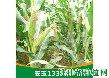 安玉13玉米品种好不好? 安玉13玉米品种好不好?
