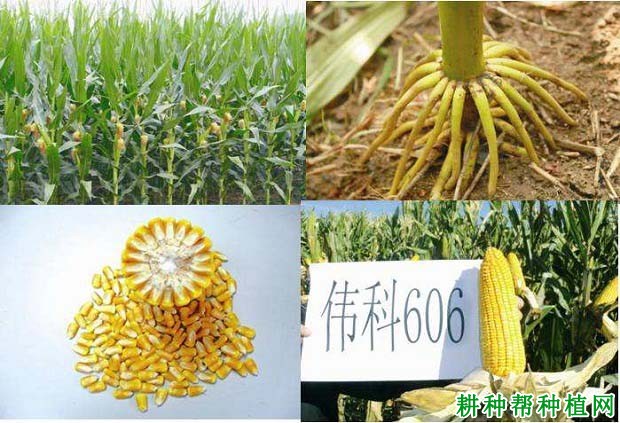 伟科606玉米品种好不好? 伟科606玉米品种好不好?