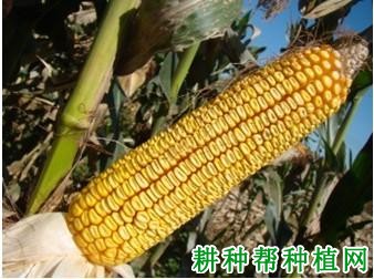 齐单1号玉米品种好不好? 齐单1号玉米品种好不好?
