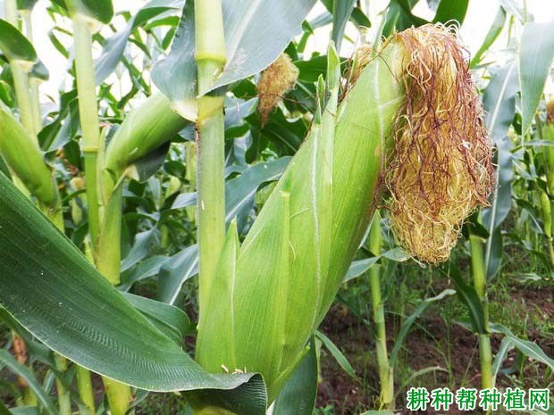 齐单1号玉米品种好不好? 齐单1号玉米品种好不好?