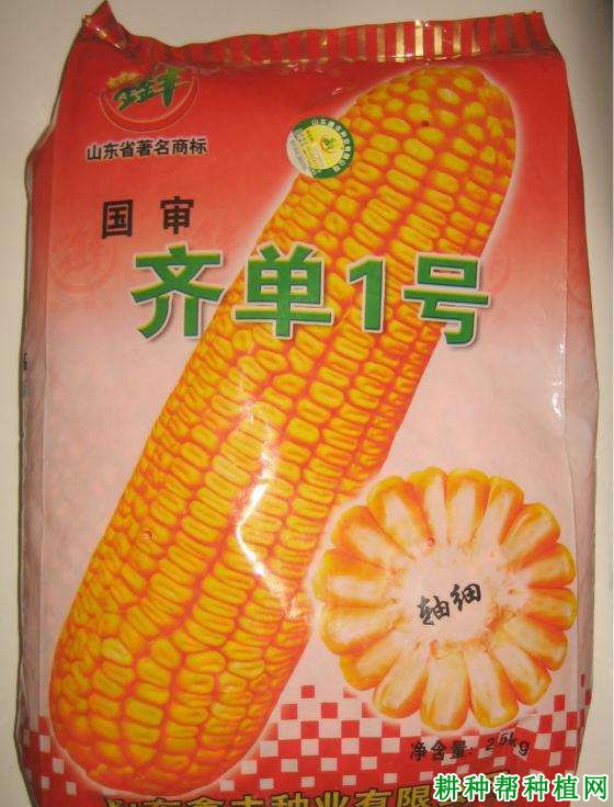 齐单1号玉米品种好不好? 齐单1号玉米品种好不好?
