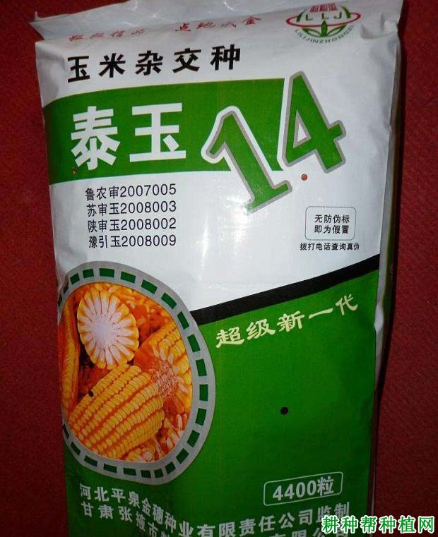 泰玉14号玉米品种好不好? 泰玉14号玉米品种好不好?