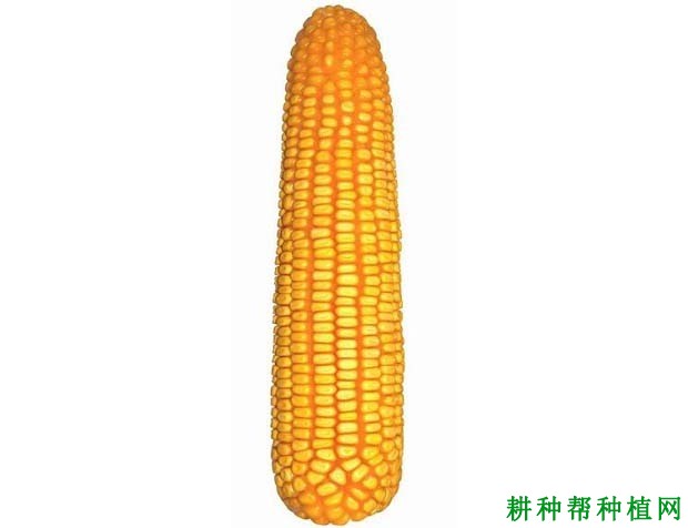 泰玉14号玉米品种好不好? 泰玉14号玉米品种好不好?
