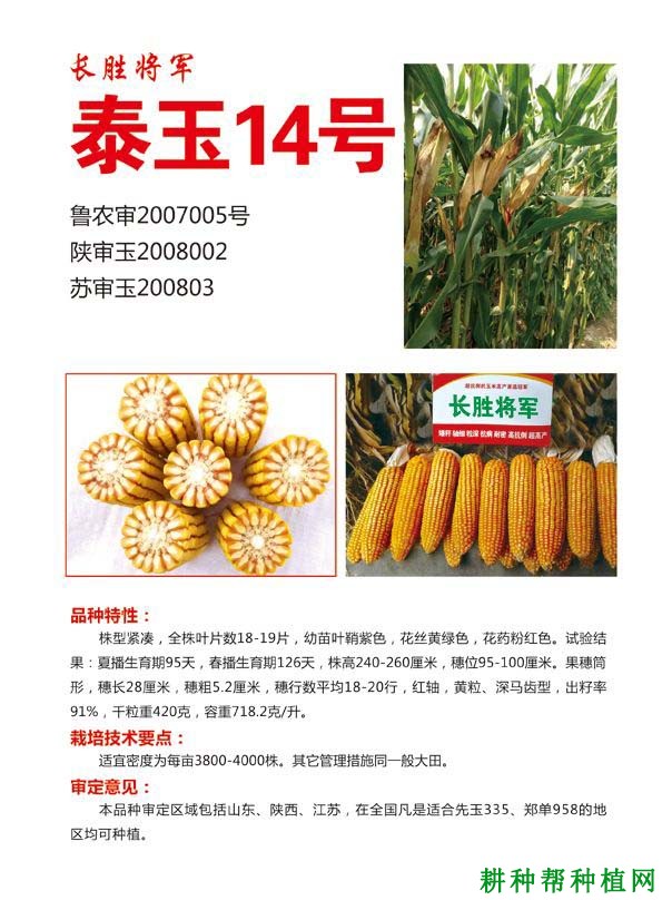泰玉14号玉米品种好不好? 泰玉14号玉米品种好不好?