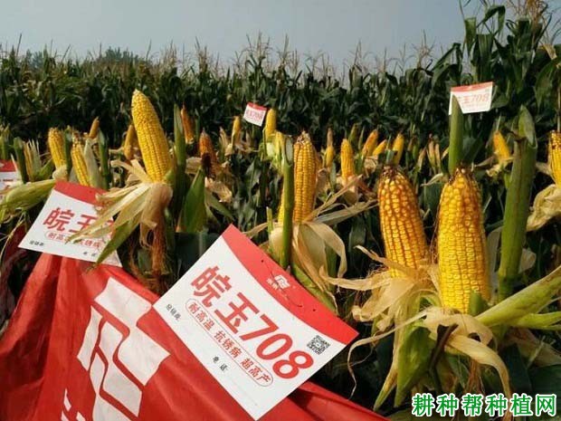 皖玉708玉米品种好不好? 皖玉708玉米品种好不好?