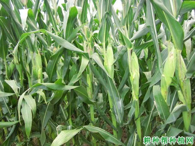 京单68玉米品种好不好? 京单68玉米品种好不好?