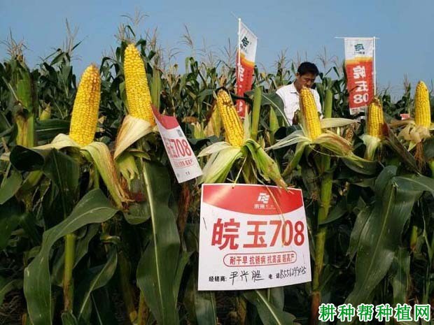 皖玉708玉米品种好不好? 皖玉708玉米品种好不好?