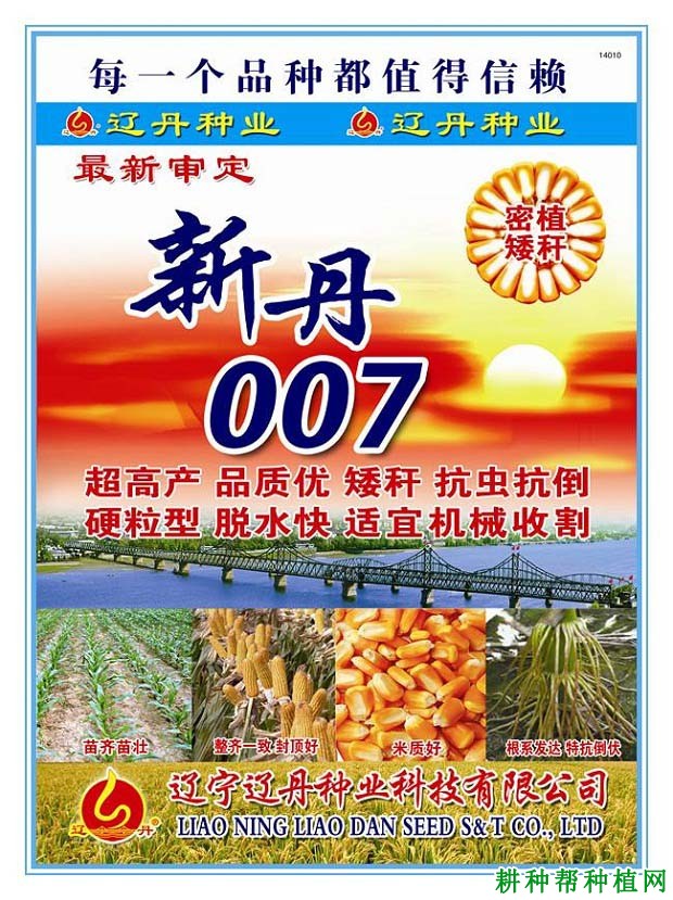 新丹007玉米品种好不好? 新丹007玉米品种好不好?