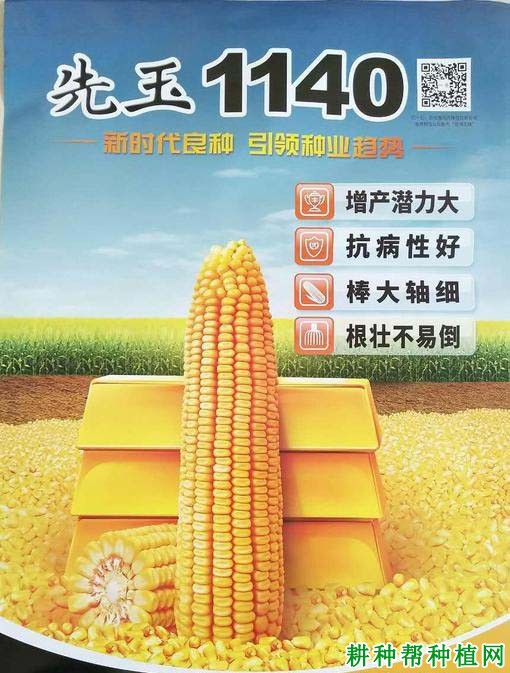 先玉1140玉米品种好不好? 先玉1140玉米品种好不好?