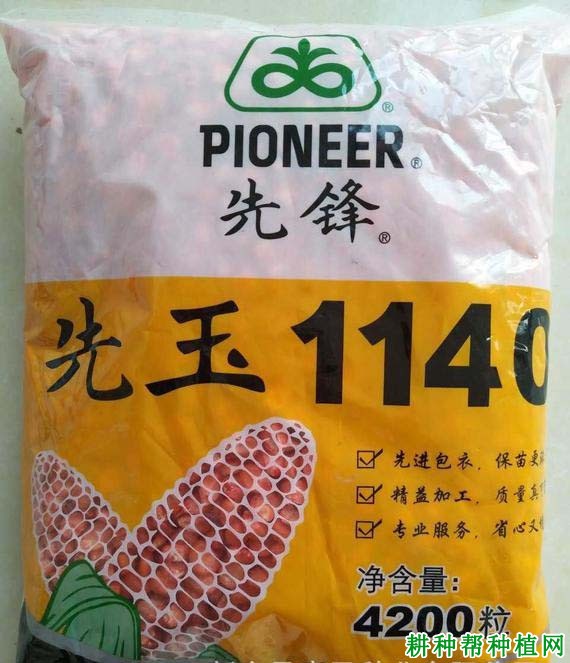 先玉1140玉米品种好不好? 先玉1140玉米品种好不好?