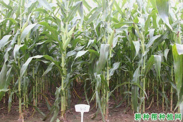 先玉1140玉米品种好不好? 先玉1140玉米品种好不好?