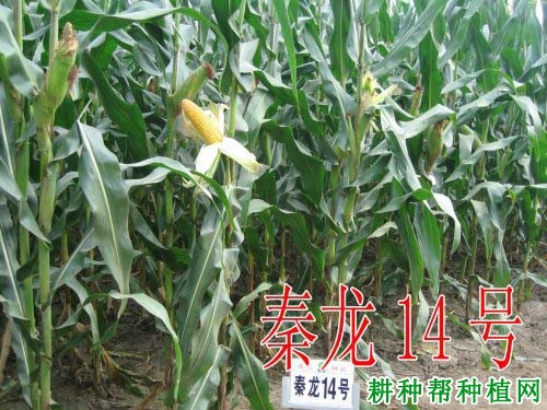 秦龙14玉米品种好不好? 秦龙14玉米品种好不好?