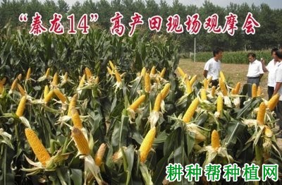 秦龙14玉米品种好不好? 秦龙14玉米品种好不好?