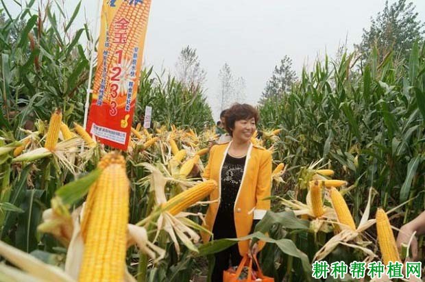 全玉1233玉米品种好不好? 全玉1233玉米品种好不好?