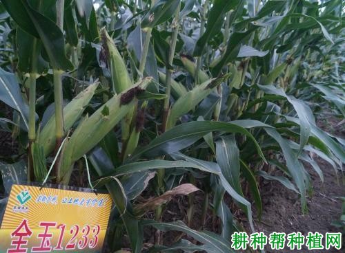 全玉1233玉米品种好不好? 全玉1233玉米品种好不好?