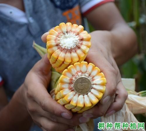 全玉1233玉米品种好不好? 全玉1233玉米品种好不好?