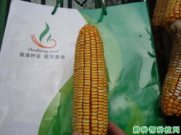 敦玉八号玉米品种好不好? 敦玉八号玉米品种好不好?