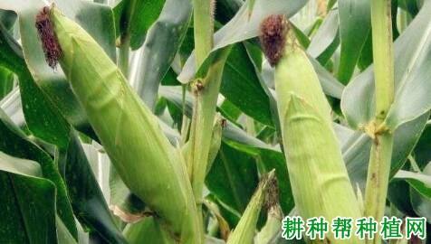 中农大青贮GY4515玉米品种好不好? 中农大青贮GY4515玉米品种好不好?