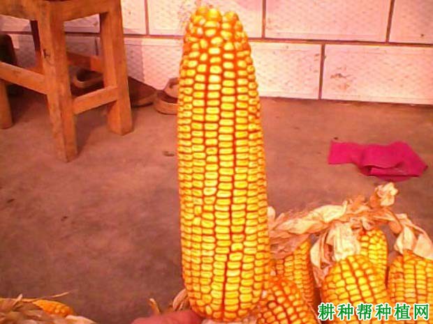 敦玉八号玉米品种好不好? 敦玉八号玉米品种好不好?