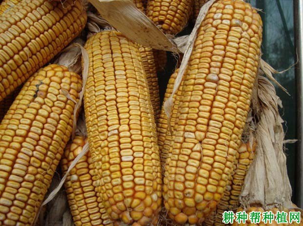 敦玉八号玉米品种好不好? 敦玉八号玉米品种好不好?
