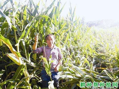 太玉511玉米品种好不好? 太玉511玉米品种好不好?