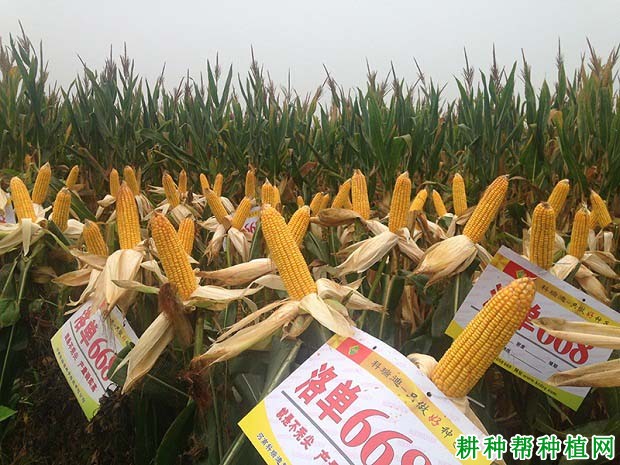 洛单668玉米品种好不好? 洛单668玉米品种好不好?