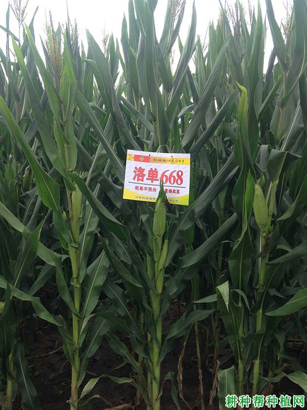 洛单668玉米品种好不好? 洛单668玉米品种好不好?