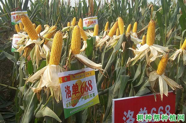 洛单668玉米品种好不好? 洛单668玉米品种好不好?