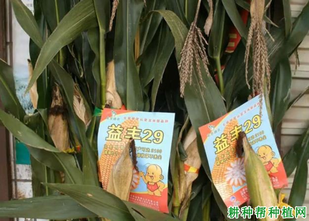 益丰29号玉米品种好不好? 益丰29号玉米品种好不好?