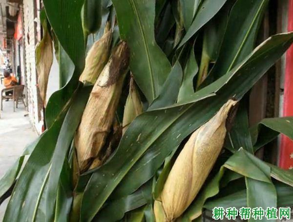 益丰29号玉米品种好不好? 益丰29号玉米品种好不好?