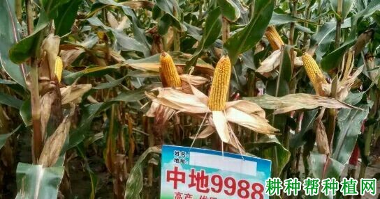 中地9988玉米品种好不好? 中地9988玉米品种好不好?