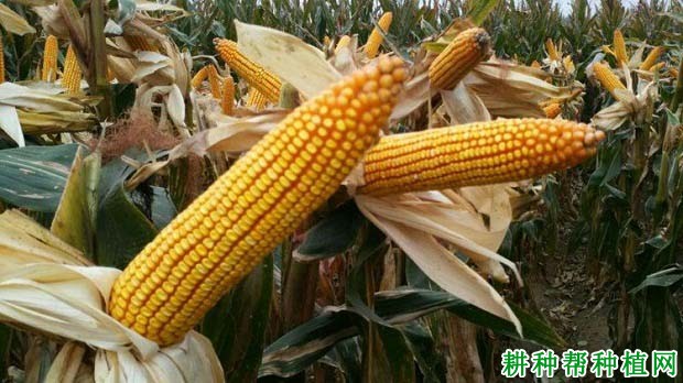 中地9988玉米品种好不好? 中地9988玉米品种好不好?