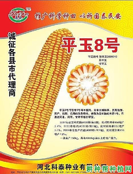 平玉8号玉米品种好不好? 平玉8号玉米品种好不好?