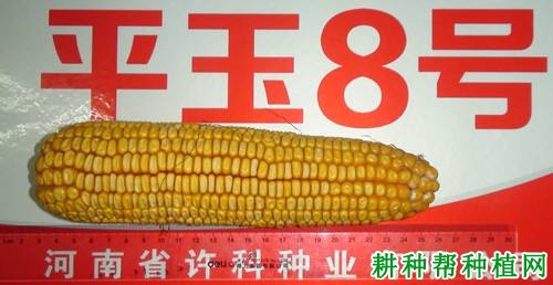 平玉8号玉米品种好不好? 平玉8号玉米品种好不好?